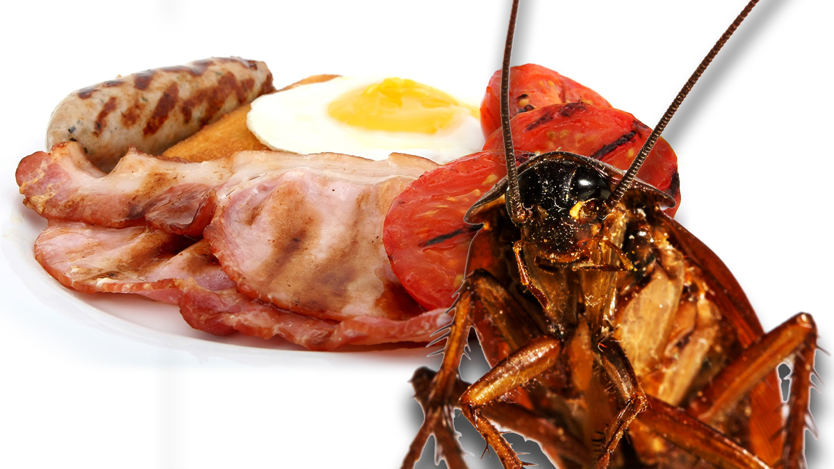 COckroaches eating food waste COckroaches eating food waste